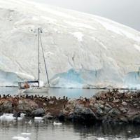 Bird flu ravaging Antarctic wildlife, scientist warns | National