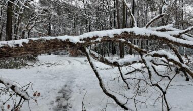 Snowstorm smacks Delmarva, fallen trees quickly follow suit | Latest News