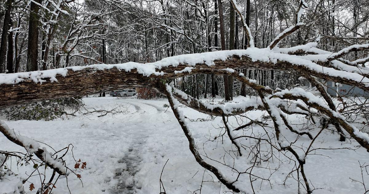 Snowstorm smacks Delmarva, fallen trees quickly follow suit | Latest News