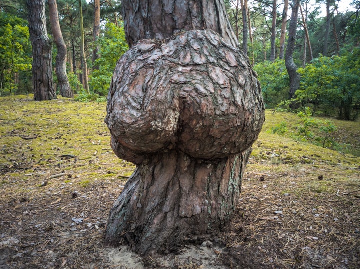 A tree with junk in the trunk.
