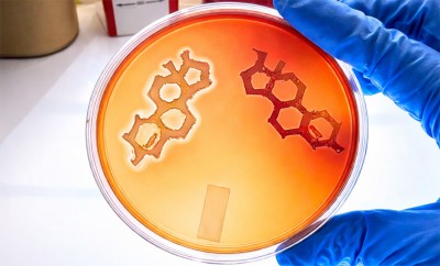 Testosterone Increases Severity of Bacterial Skin Infections