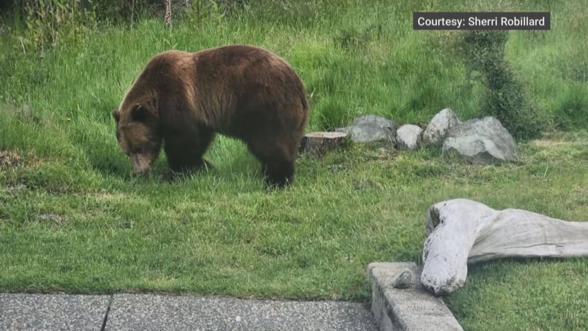 Click to play video: 'Two people charged in killing of grizzly bear on Texada Island'