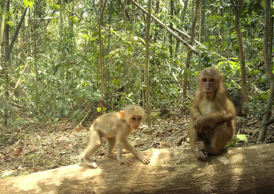 two monkeys sit on a log in the forest