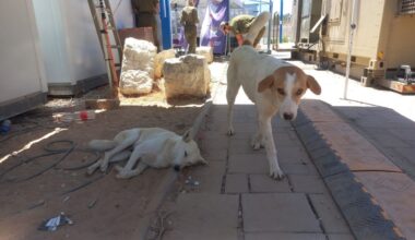 The Jerusalem Post - Israel News