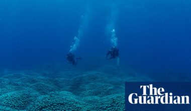 Citizen scientists discover a Great Barrier Reef coral giant ‘like a rolling meadow’ | Great Barrier Reef