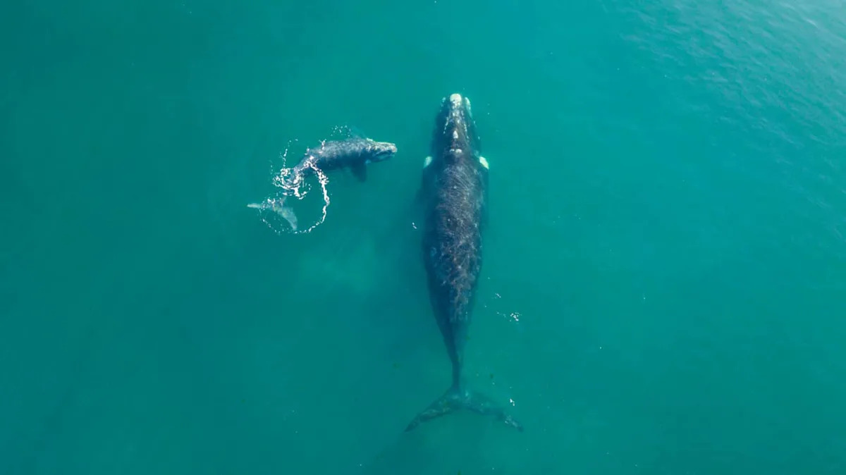Stunning Drone Footage Captures the Moment a Massive Whale Approaches an Unsuspecting Paddleboarder
