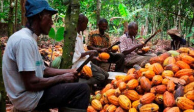 Economist attributes cocoa price reduction to IMF conditionalities