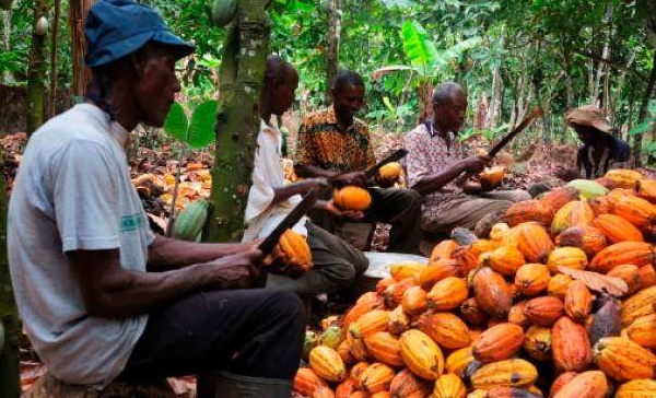 Economist attributes cocoa price reduction to IMF conditionalities