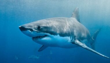 10 New Shark Secrets That Recently Dropped