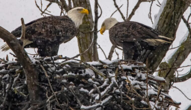Yahoo lifestyle home