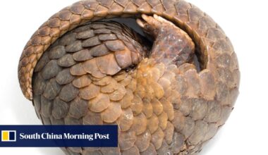 Malaysian resort owners face huge fines, jail over ‘exotic’ pangolin menu for tourists