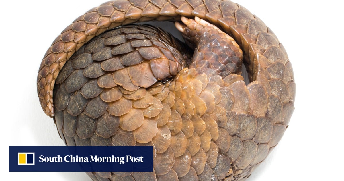 Malaysian resort owners face huge fines, jail over ‘exotic’ pangolin menu for tourists