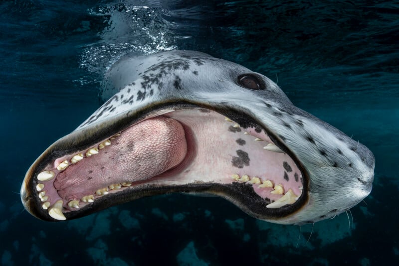 A close-up underwater photo of a leopard seal with its mouth wide open, showing its sharp teeth and pink tongue, set against a dark blue ocean background.