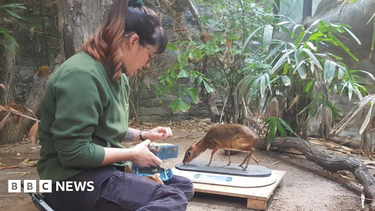 Rhiannon Wolff looking after a small hooved animal at a Marwell Zoo enclosure. The animal is standing on what appears to be a scale. Rhiannon is sitting beside it. There are various plans around them.