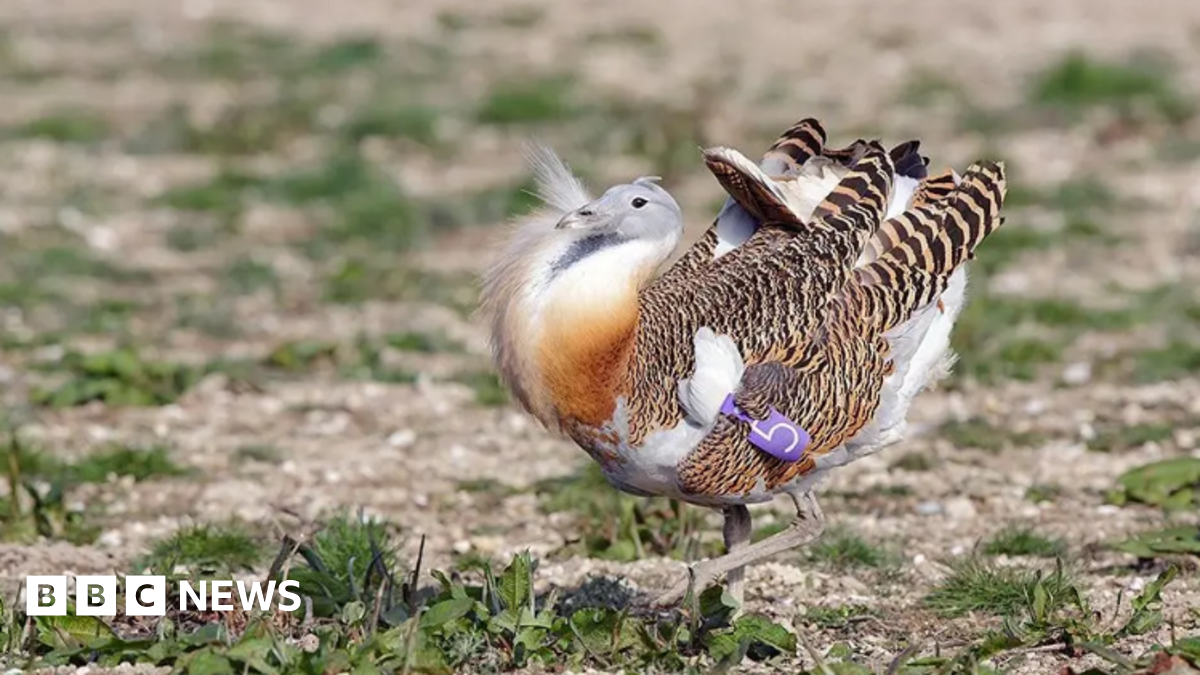 A great bustard on grassland. It is a very large, beautiful bird with striped black and brown wing feathers, a russet-coloured chest, grey head and white bottom. It has a purple tag with the no 5 on