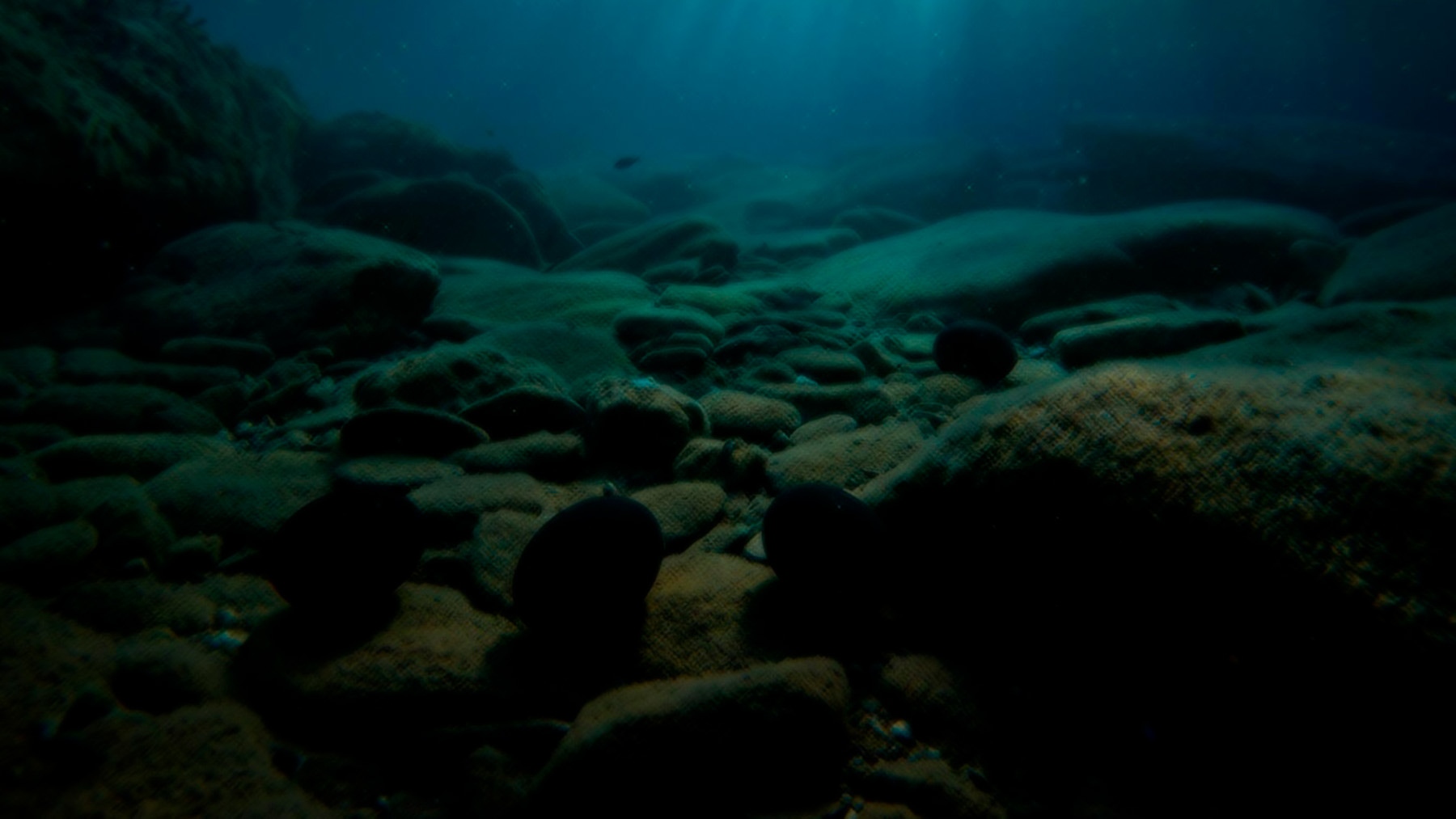 Mysterious back eggs at the bottom of the ocean