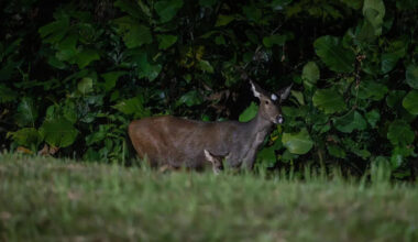‘Profoundly encouraging’ for conservation efforts: Rare sambar deer seen with fawn in Mandai
