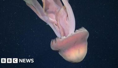 Rare sighting of phantom jellyfish in deep sea off Argentina