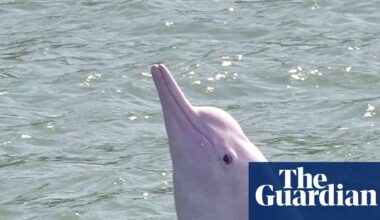 Toxic waste from screens ends up in endangered dolphins, study finds | Waste