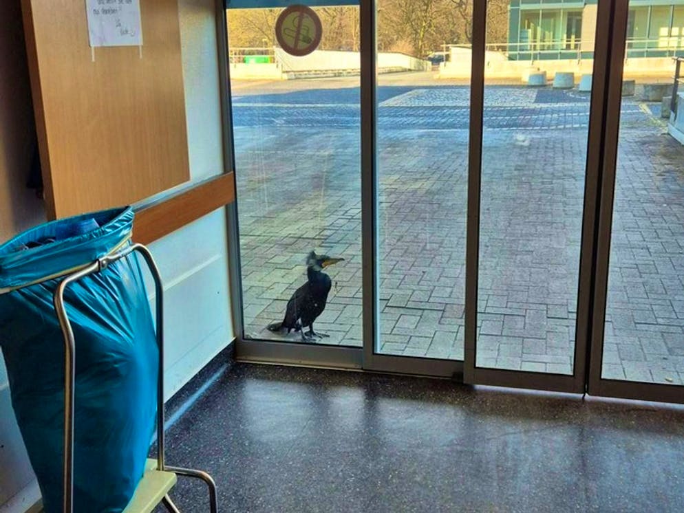 Injured cormorant pecks at emergency room door - Gallery. The injured cormorant suddenly stood in front of the emergency room of a hospital.
