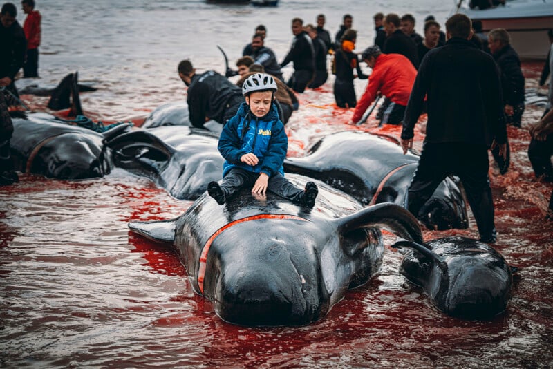 A boy wearing a helmet and blue jacket sits on a dead whale among many beached whales, while people surround them on a blood-stained shore during a whale hunt event.