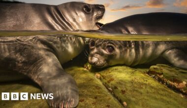 Playful seal pups shot clinches underwater photo prize - BBC