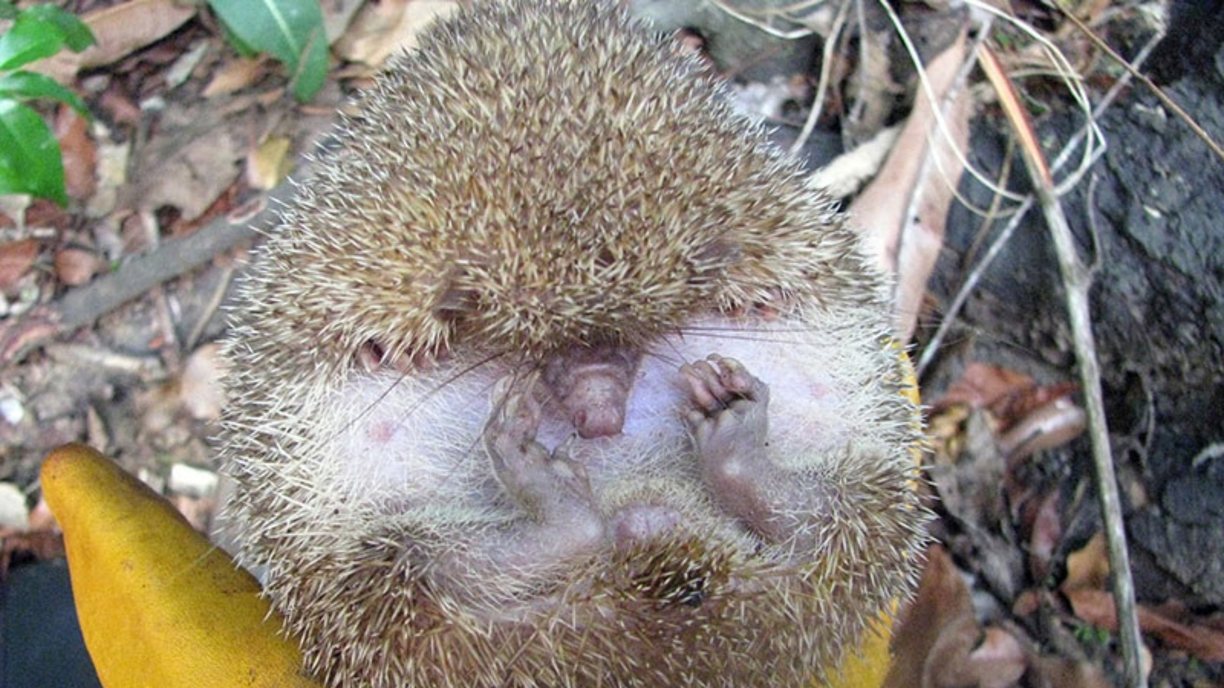 A hedgehog-like creature is slightly rolled up on a person's hand wearing a yellow glove.