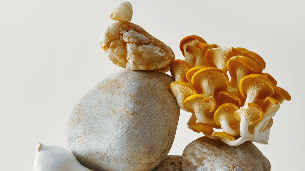 10 Reasons To Eat Mushrooms Every Day