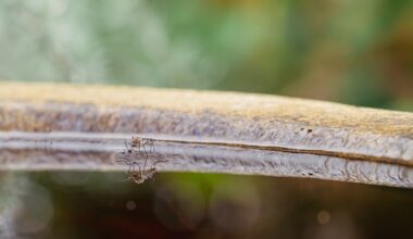 Mosquitoes on standing water, highlighting chikungunya virus outbreak prevention through vector control.