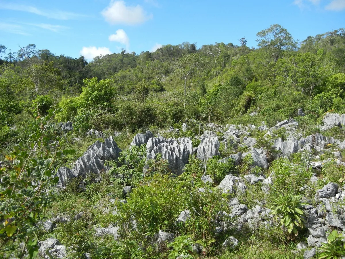 Ancient limestone atop the Massif de la Hotte