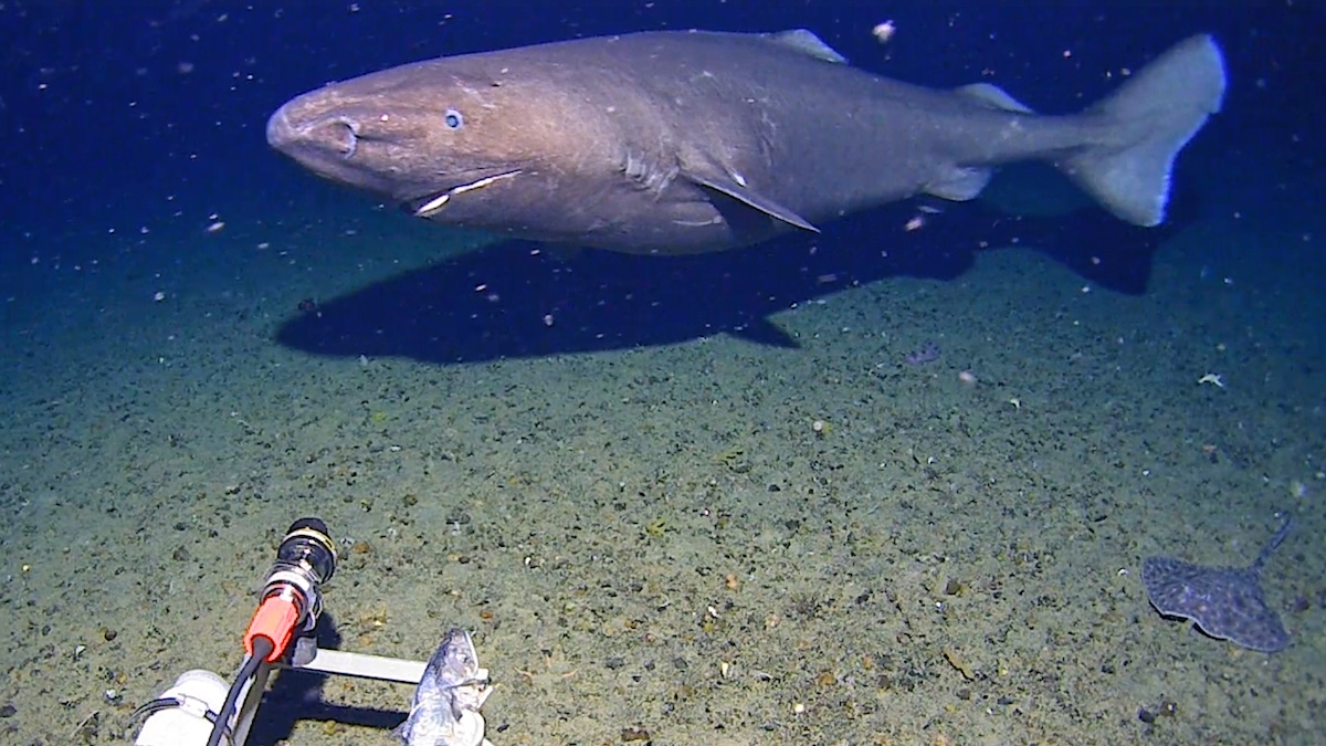 Surprise Shark Caught on Camera in an Unexpected Place : ScienceAlert