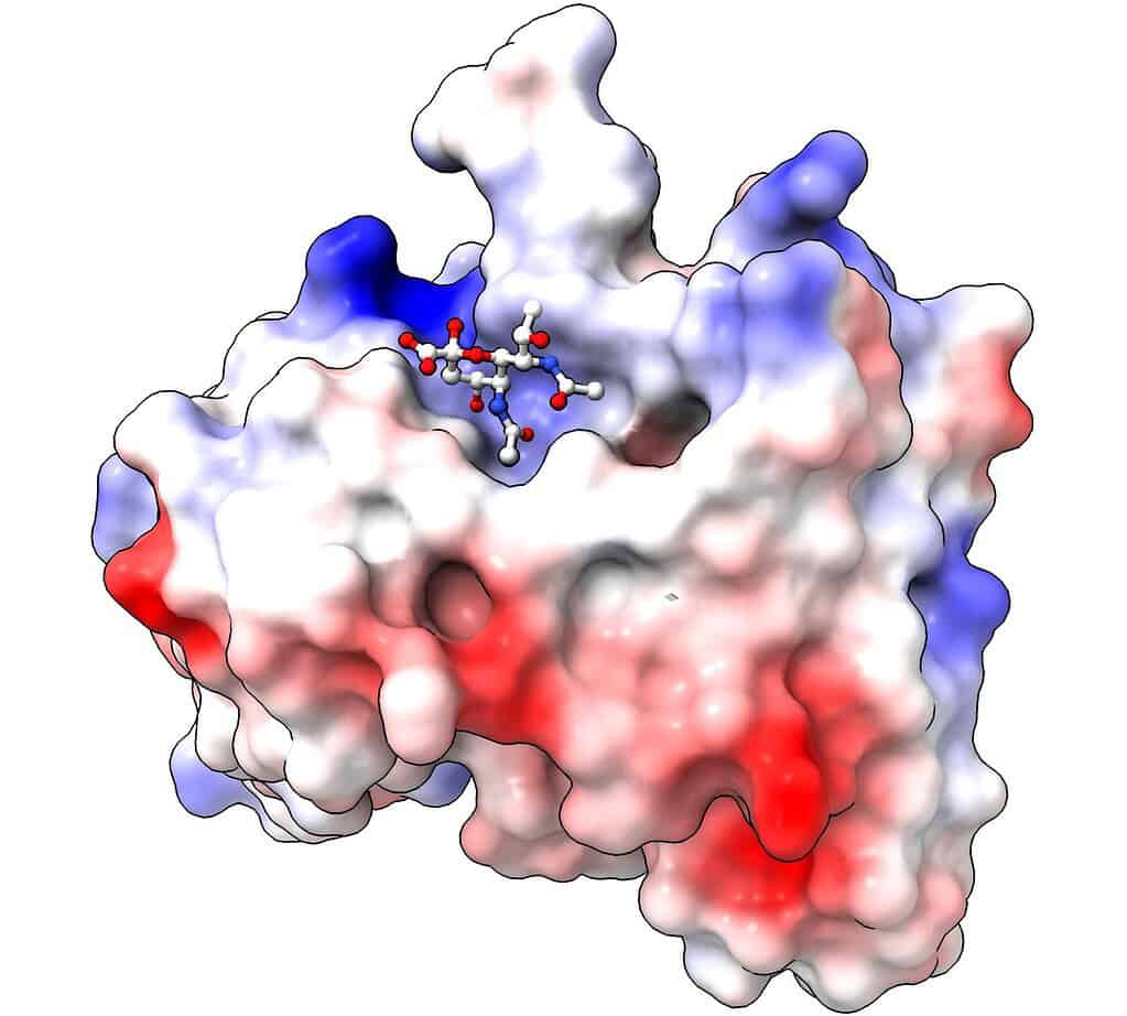 A detailed molecular structure model showing chemical interactions and surface charge distribution.