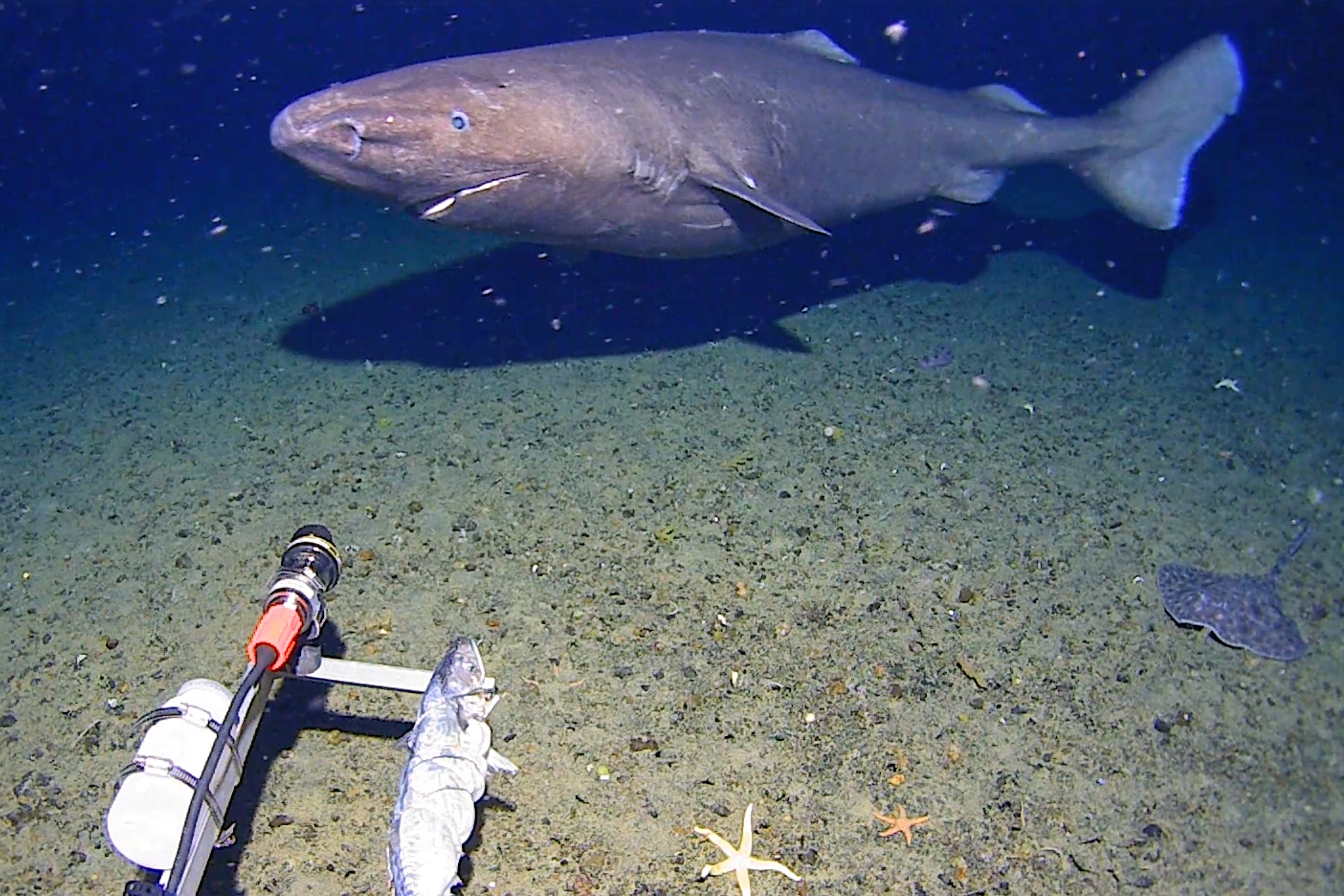 A sleeper shark swims into the spotlight of a video camera in Antarctica