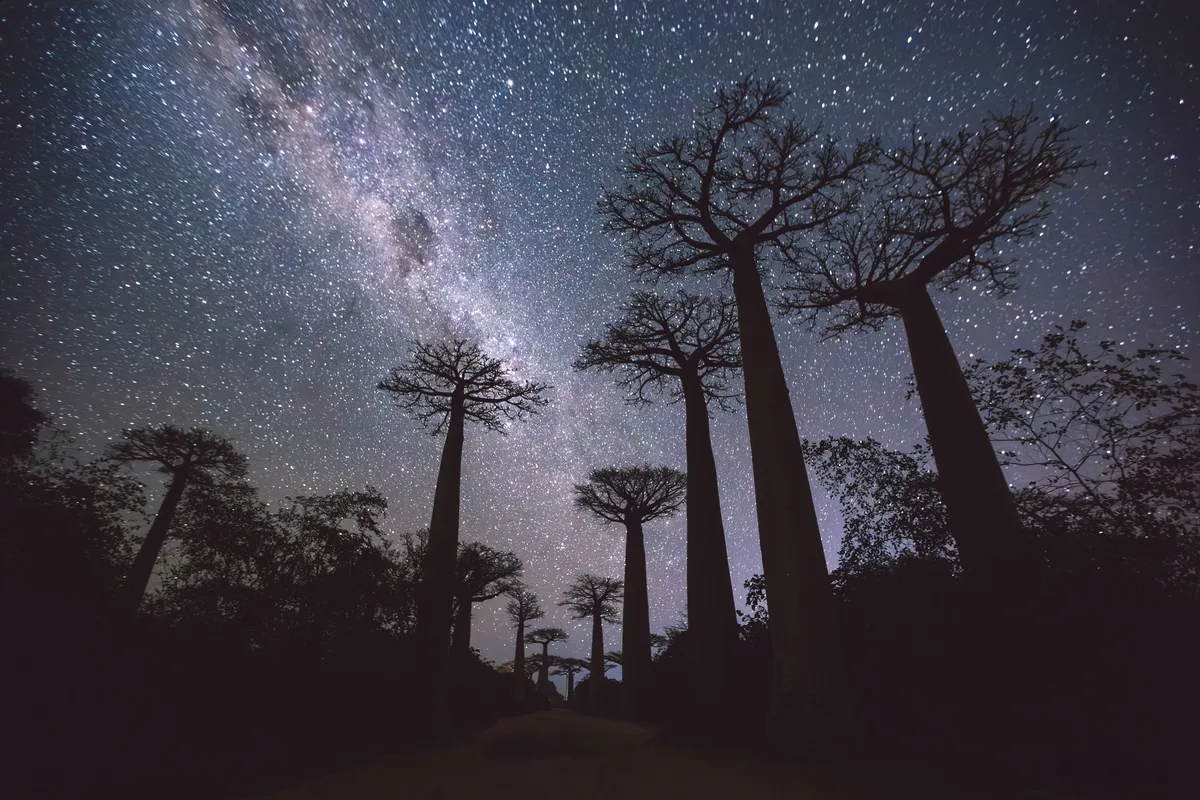 Avenue of the Baobabs, Madagascar