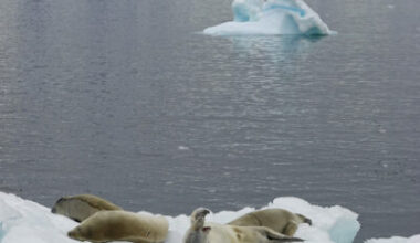 Scientists use AI to track icebergs from birth to break up for the first time   - British Antarctic Survey
