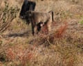 Baboons in Cape Town