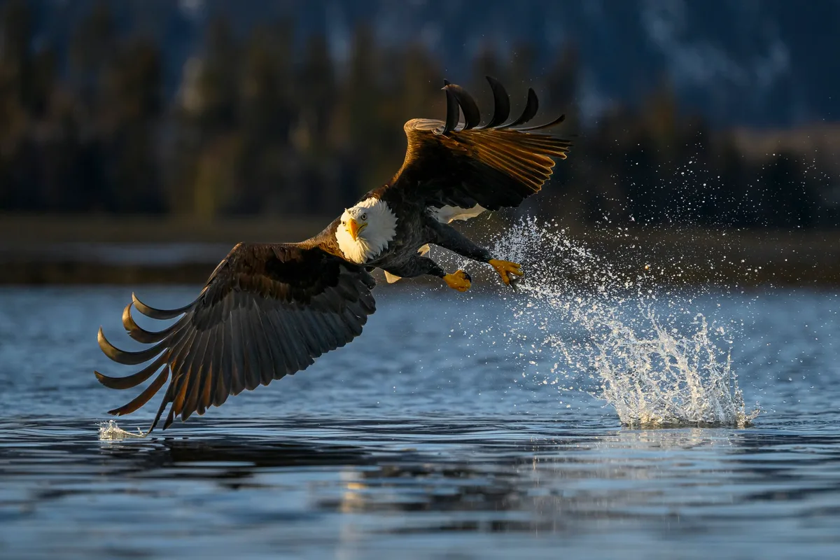 Bald eagle hunts for fish