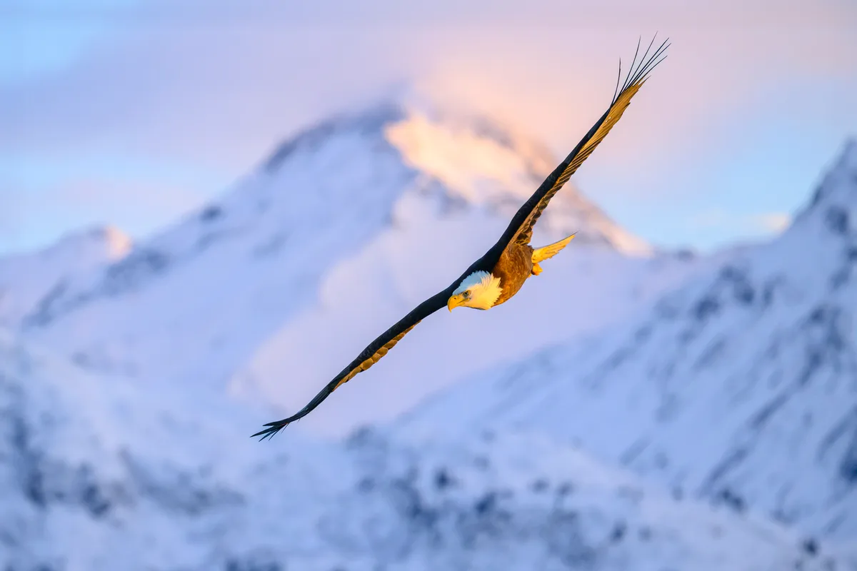 Bald eagle in flight