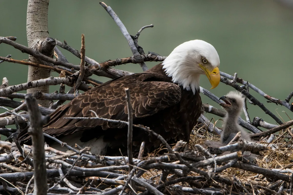 Bald eagle adult and chick