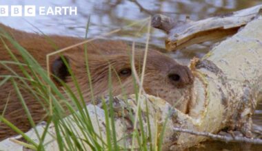 BBC Films Yellowstone Beaver Felling Trees and Making a Dam for Winter