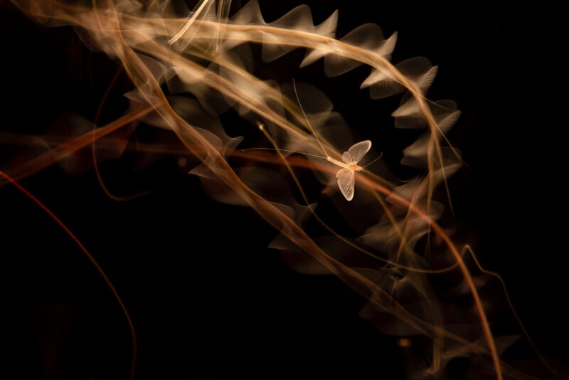A moth with delicate wings is illuminated against a black background, surrounded by swirling trails of golden light, creating an ethereal, abstract effect.