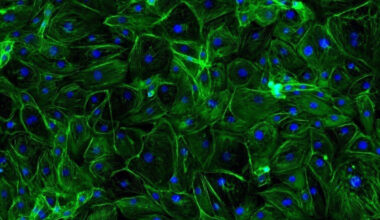 Biotech ingredient promises clinic-level skin tightening results