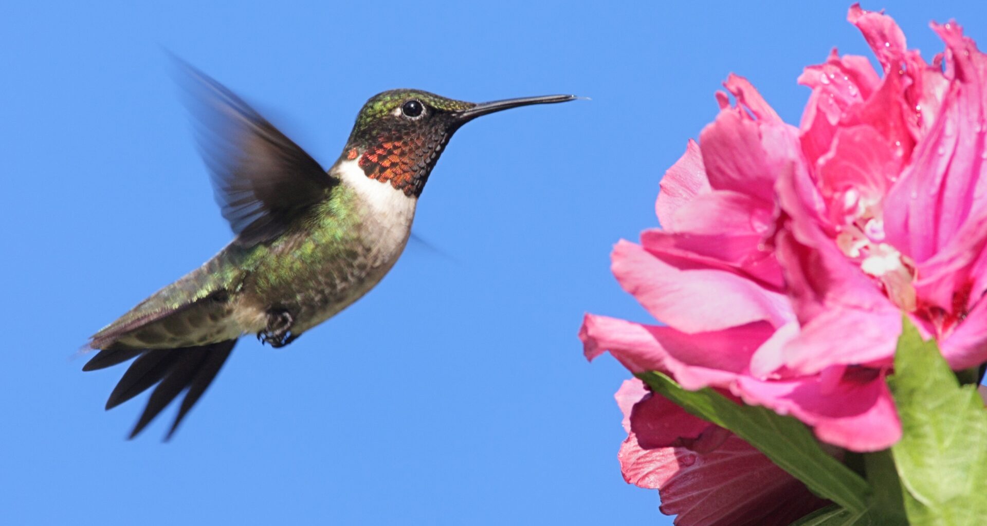 Birds that live on sugar share a surprising genetic strategy