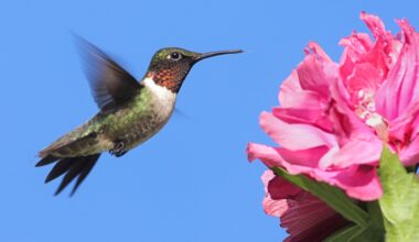 Birds that live on sugar share a surprising genetic strategy