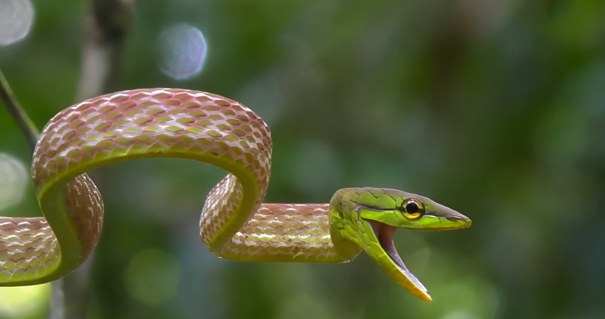 Bolivian Hiker Killed 4-Foot Snake That Turned Out To Be Something Surprising