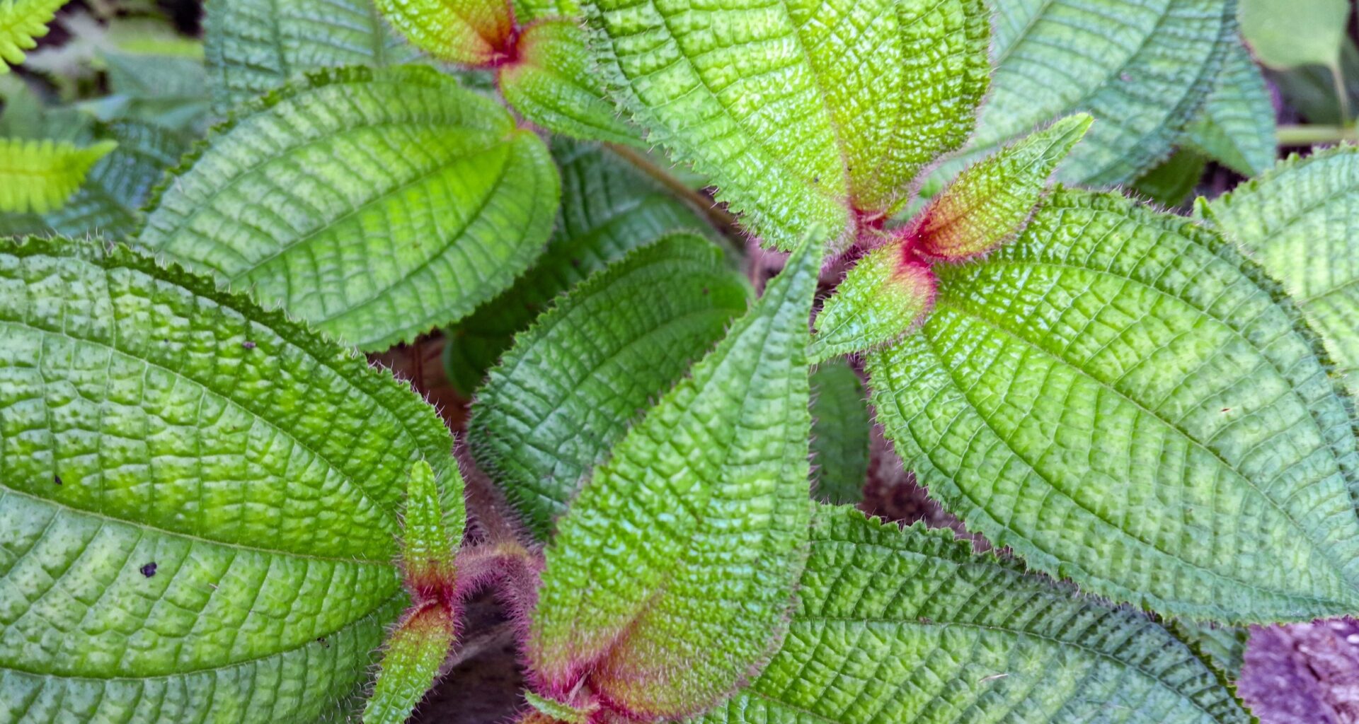 Birds stitched Caribbean islands together with seeds