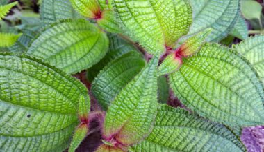 Birds stitched Caribbean islands together with seeds