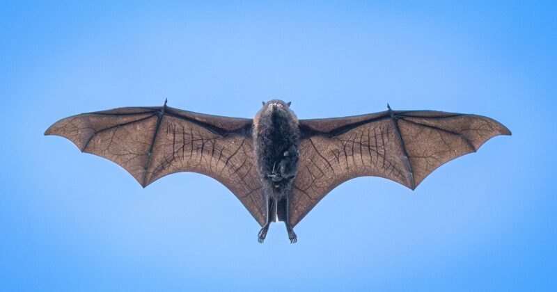 A bat flying against a clear blue sky, its wings fully outstretched showing the veins and structure in the wing membranes. The bat is viewed from below, centered in the image.