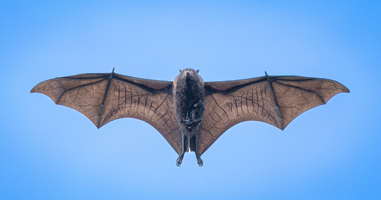 A bat flying against a clear blue sky, its wings fully outstretched showing the veins and structure in the wing membranes. The bat is viewed from below, centered in the image.
