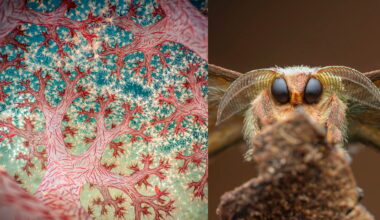 The Wonderful Winners of Close-Up Photographer of the Year 7